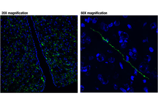 Immunofluorescence Image 1: Vasopressin (D8T3K) Rabbit mAb