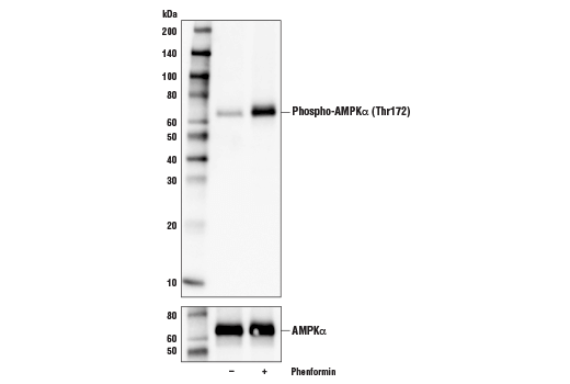  Image 9: AMPK Substrate Antibody Sampler Kit