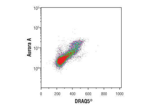 Flow Cytometry Image 1: Aurora A (D3E4Q) Rabbit mAb (PE Conjugate)