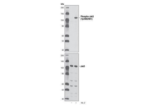  Image 11: ALK Activation Antibody Sampler Kit