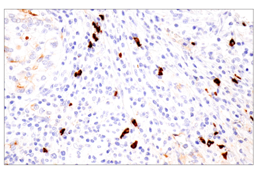 Immunohistochemistry Image 6: IgA (N1CLA) Mouse mAb