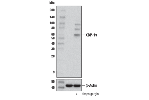 Western Blotting Image 2: XBP-1s (E8C2Z) Mouse mAb (BSA and Azide Free)