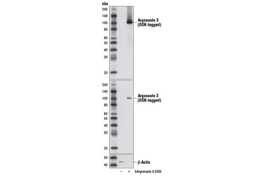  Image 8: Argonaute Antibody Sampler Kit