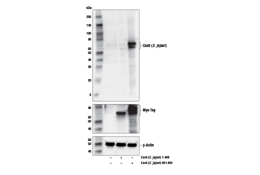 Western Blotting Image 1: Cas9 (C. jejuni) Antibody