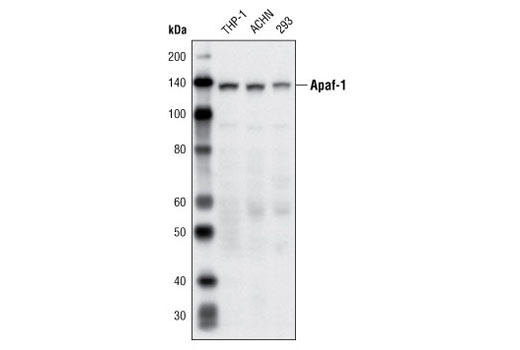 Western Blotting Image 1: Apaf-1 (R205) Antibody
