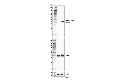  Image 8: Human-Reactive STING Pathway Antibody Sampler Kit
