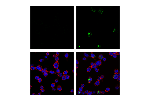 Immunofluorescence Image 1: Phospho-STING (Ser366) (E9A9K) Rabbit mAb (BSA and Azide Free)