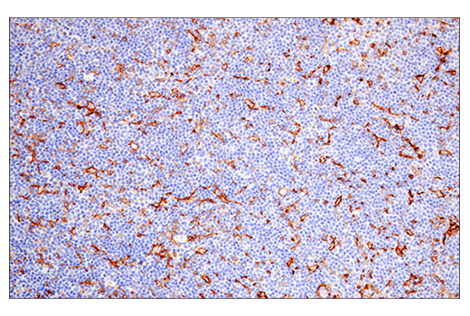 Immunohistochemistry Image 2: CD38 (E7Z8C) XP® Rabbit mAb