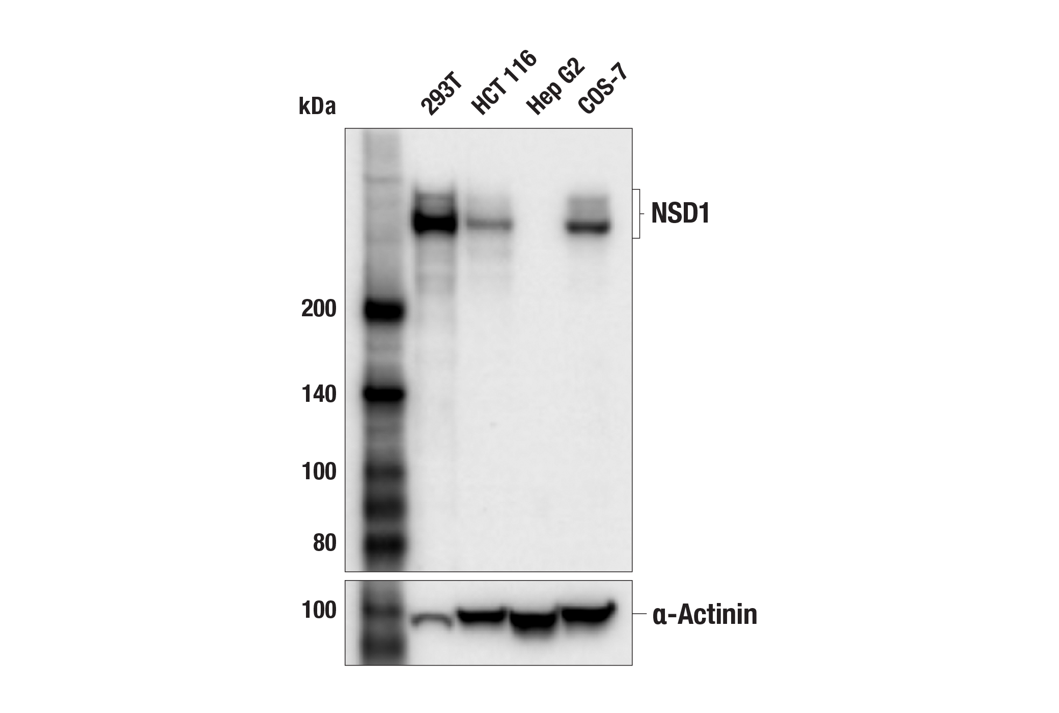  Image 1: NSD Family Antibody Sampler Kit
