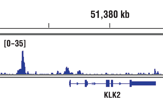 Chromatin Immunoprecipitation Image 1: Androgen Receptor (D6F11) XP® Rabbit mAb