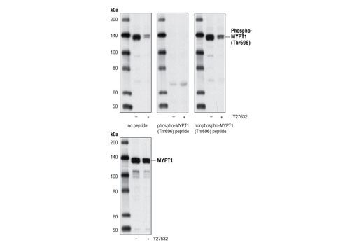 Image 4: MYPT1 Antibody Sampler Kit