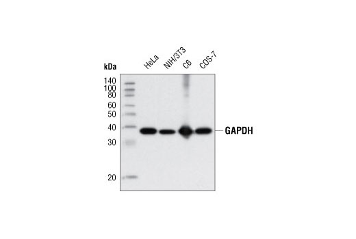 Western blot analysis of extracts from various cell lines using GAPDH (D16H11) XP<sup>®</sup> Rabbit mAb.