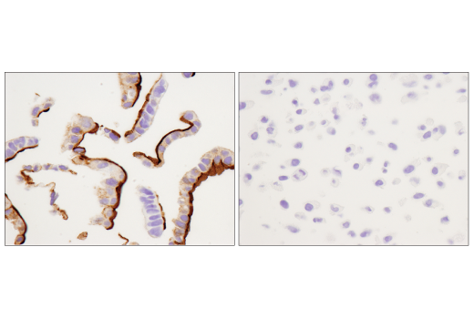 Immunohistochemistry Image 6: CD133 (D2V8Q) XP® Rabbit mAb (BSA and Azide Free)