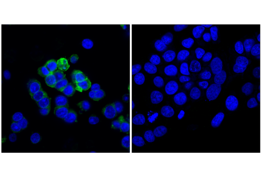 Immunofluorescence Image 1: CD133 (D2V8Q) XP® Rabbit mAb (BSA and Azide Free)