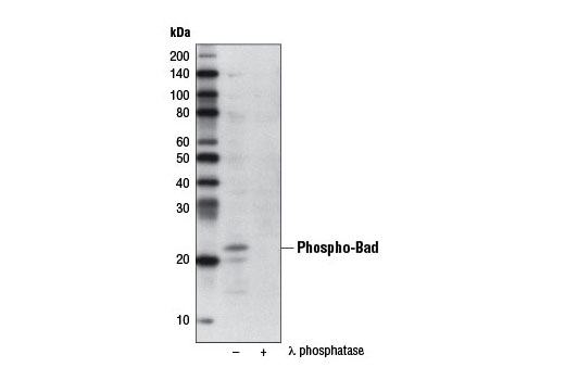 Western Blotting Image 1: Phospho-Bad (Ser112) (7E11) Mouse mAb (Biotinylated)