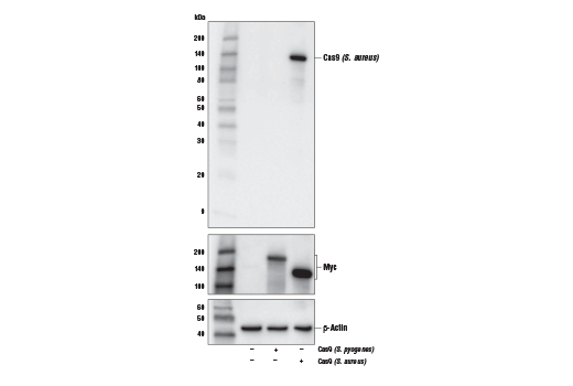 Western Blotting Image 1: Cas9 (S. aureus) (6H4) Mouse mAb (BSA and Azide Free)