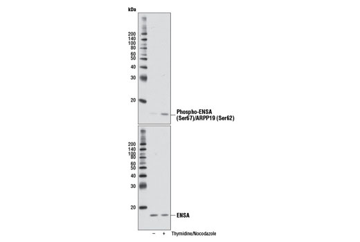 Western Blotting Image 1: Phospho-ENSA (Ser67)/ARPP19 (Ser62) Antibody