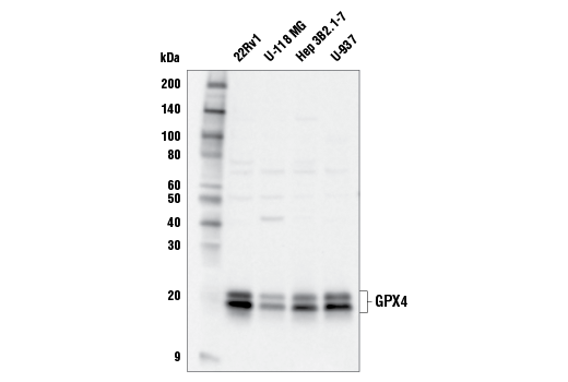 Western Blotting Image 1: GPX4 Antibody