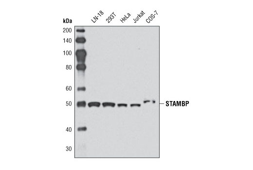 Western Blotting Image 1: STAMBP Antibody