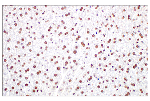  Image 46: Polycomb Group 2 (PRC2) Antibody Sampler Kit