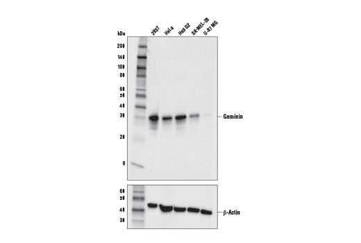  Image 5: Cell Cycle Phase Determination Antibody Sampler Kit