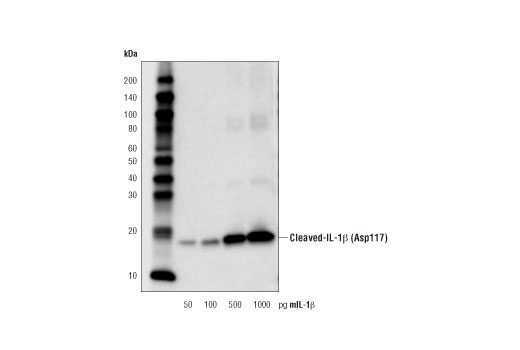 Western Blotting Image 1: Cleaved-IL-1β (Asp117) Antibody (Mouse Specific)