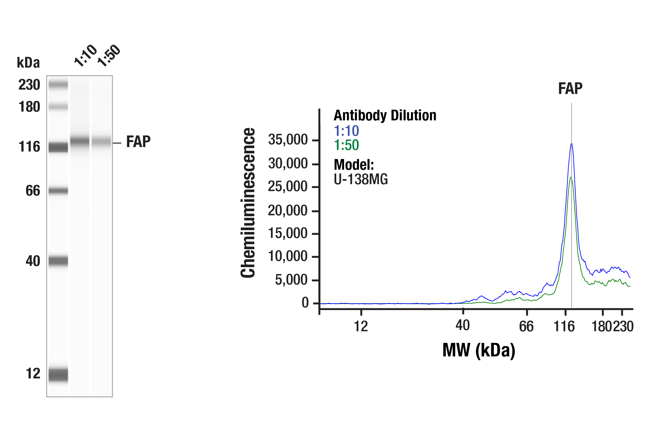 Western Blotting Image 1: FAP (F1A4G) Rabbit mAb