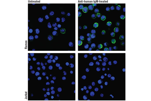 Immunofluorescence Image 1: Phospho-CD79A (Tyr182) (D1B9) Rabbit mAb (Alexa Fluor® 488 Conjugate)
