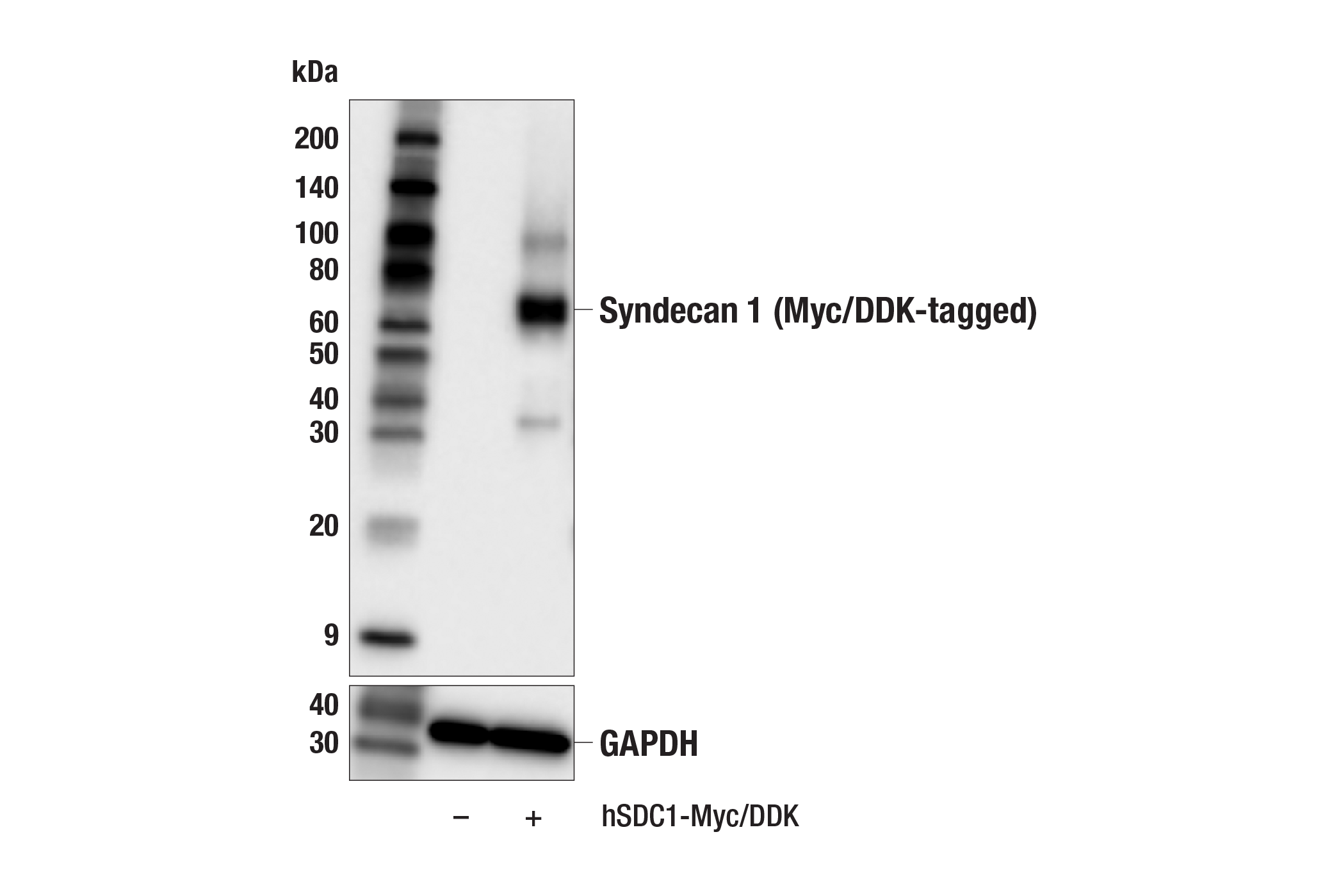 Western Blotting Image 2: Syndecan 1 (E7S6T) Rabbit mAb