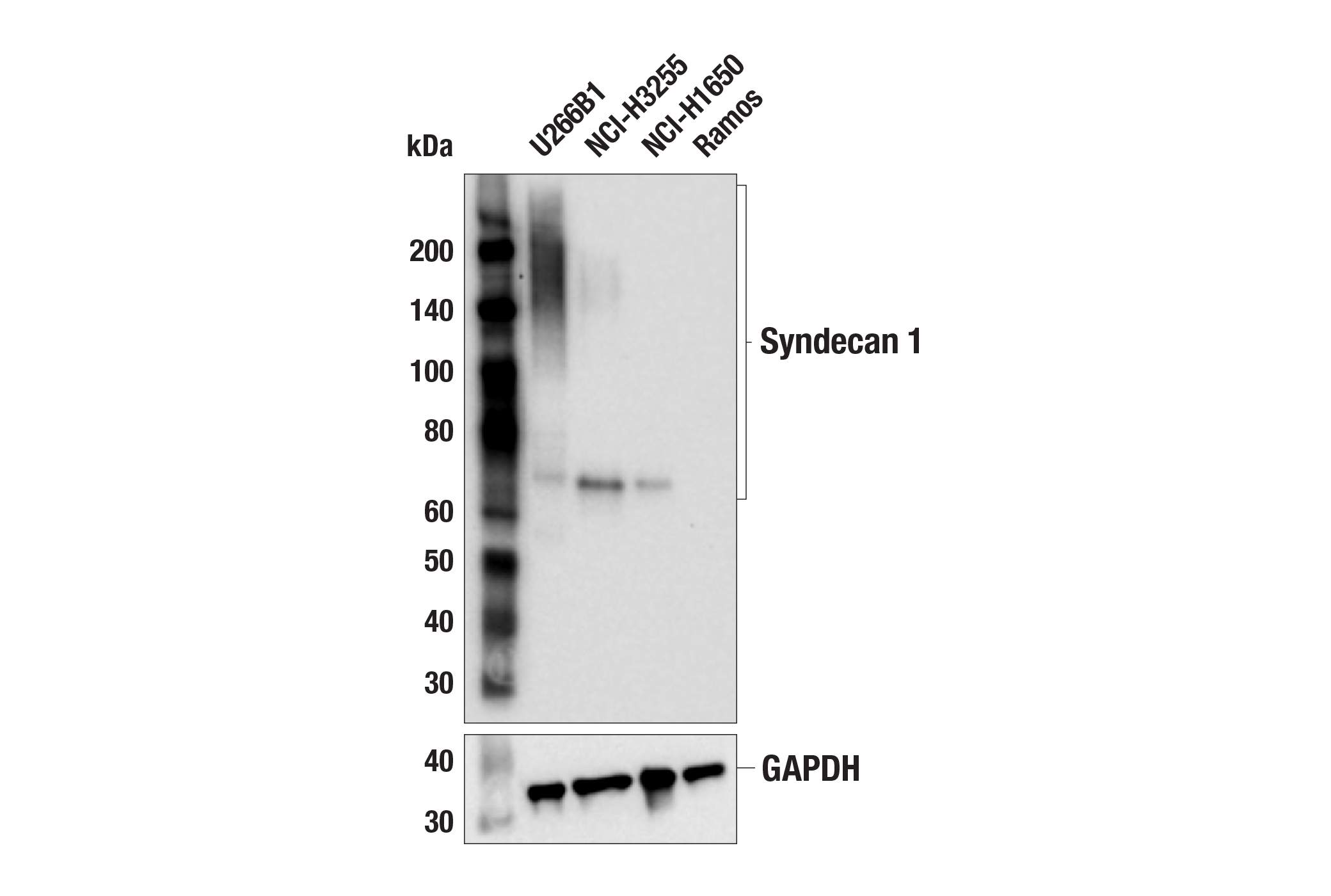 Western Blotting Image 1: Syndecan 1 (E7S6T) Rabbit mAb