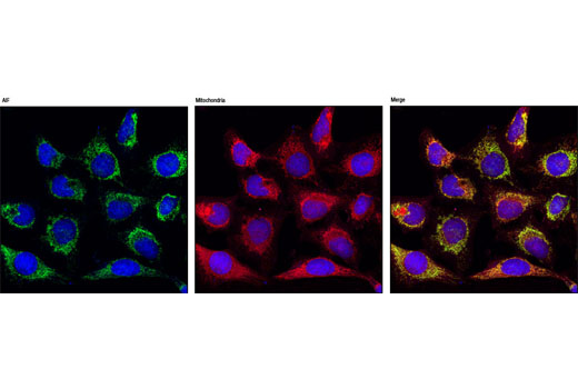 Immunofluorescence Image 7: AIF (D39D2) XP® Rabbit mAb
