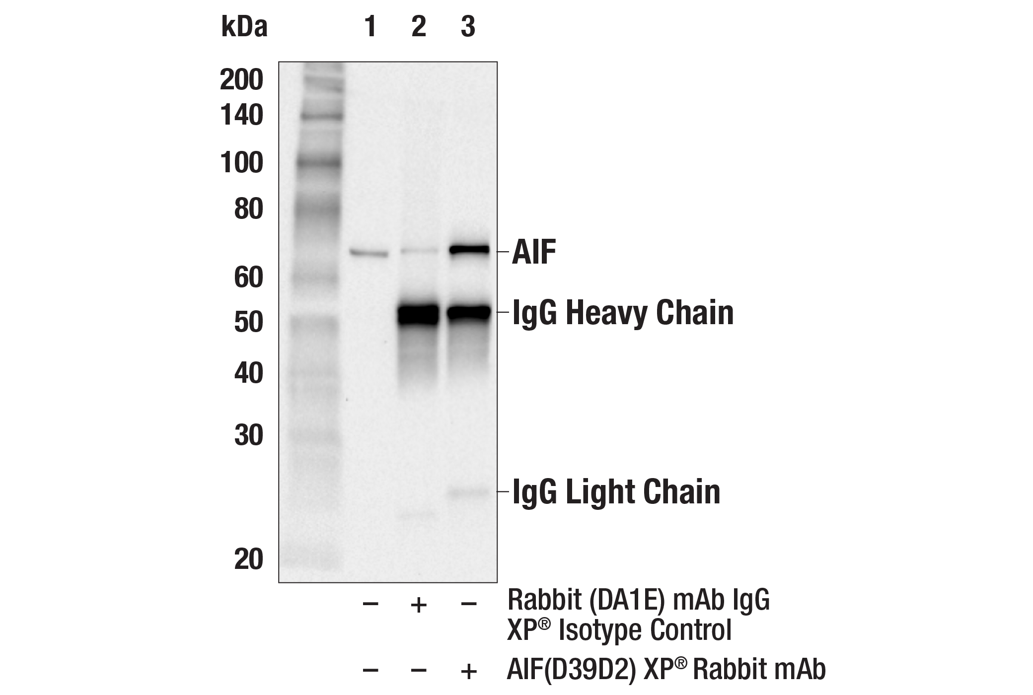  Image 1: Cell Fractionation Antibody Sampler Kit