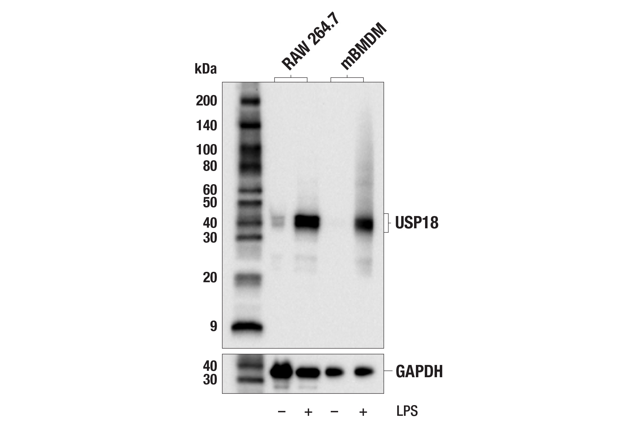 Western Blotting Image 1: USP18 (E9K4X) Rabbit mAb