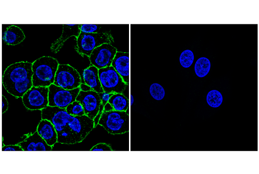 Immunofluorescence Image 1: CD33 (E6V7H) Rabbit mAb (BSA and Azide Free)