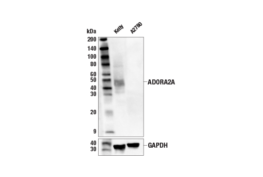 Western Blotting Image 2: ADORA2A/Adenosine Receptor A2a (E6M3W) Rabbit mAb