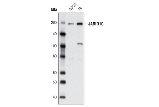Western Blotting Image 1: JARID1C (D29B9) Rabbit mAb