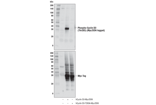 Western Blotting Image 1: Phospho-Cyclin D3 (Thr283) (E1V6W) Rabbit mAb