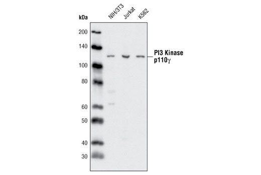  Image 8: PI3 Kinase Antibody Sampler Kit