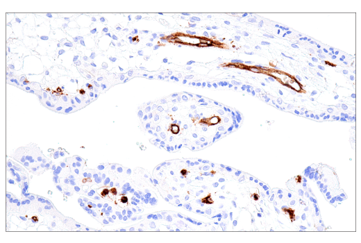Immunohistochemistry Image 6: CD15/SSEA1 (MMA) Mouse mAb