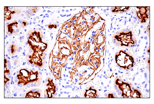Immunohistochemistry Image 3: CD10/Neprilysin (E5P7S) Rabbit mAb (BSA and Azide Free)