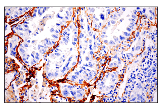 Immunohistochemistry Image 1: CD10/Neprilysin (E5P7S) Rabbit mAb (BSA and Azide Free)