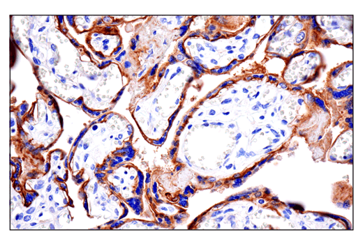 Immunohistochemistry Image 8: CD10/Neprilysin (E5P7S) Rabbit mAb (BSA and Azide Free)