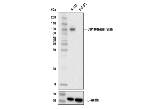 Western Blotting Image 1: CD10/Neprilysin (E5P7S) Rabbit mAb (BSA and Azide Free)