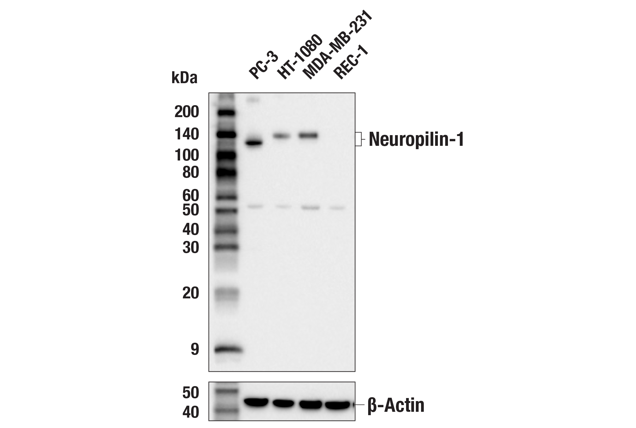 Western Blotting Image 1: Neuropilin-1 (E8L6E) Rabbit mAb
