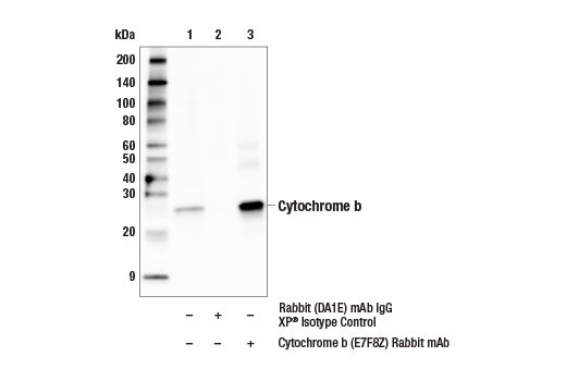 Immunoprecipitation Image 1: Cytochrome b (E7F8Z) Rabbit mAb