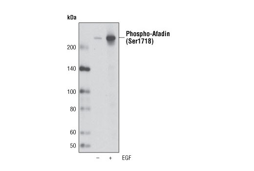 Western Blotting Image 1: Phospho-Afadin (Ser1718) Antibody