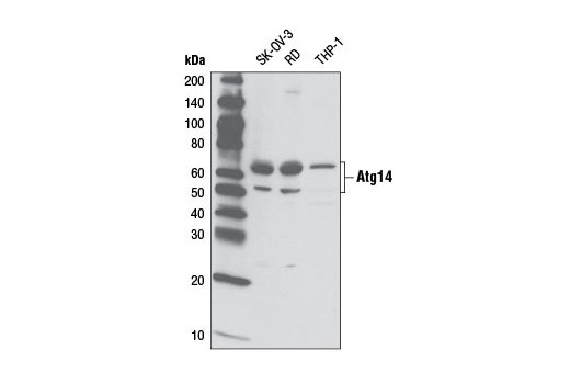Western Blotting Image 2: Atg14 Antibody