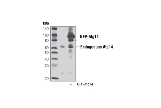 Western Blotting Image 3: Atg14 Antibody