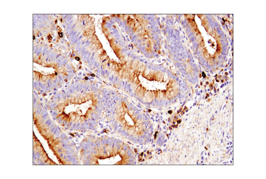 Immunohistochemistry Image 1: CD63 (D4I1X) Rabbit mAb (BSA and Azide Free)