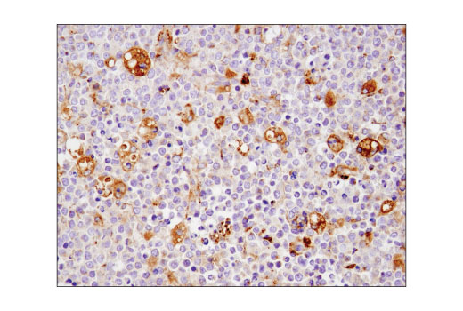 Immunohistochemistry Image 3: CD63 (D4I1X) Rabbit mAb
